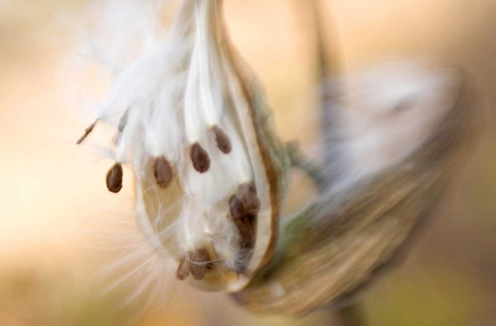 Maine, Harpswell Milkweed seeds in autumn